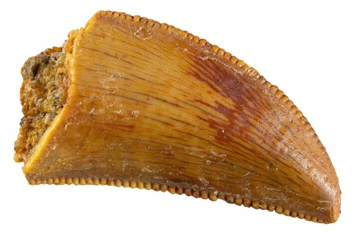 Serrated Raptor Tooth - Real Dinosaur Tooth #347018